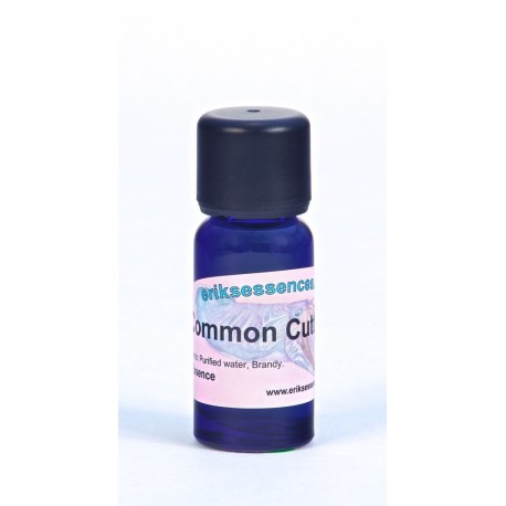 Common Cuttlefish - Turquoise - 15ml